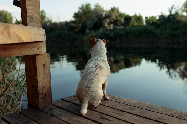 El perro Jack Rasa se sienta en un puente de madera cerca del río para cazar patos