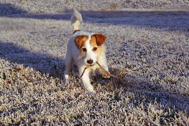 EL PERRO DE JACK RUSSELL CAMINANDO SOBRE EL HORNO FROSTED EN EL INVIERNO