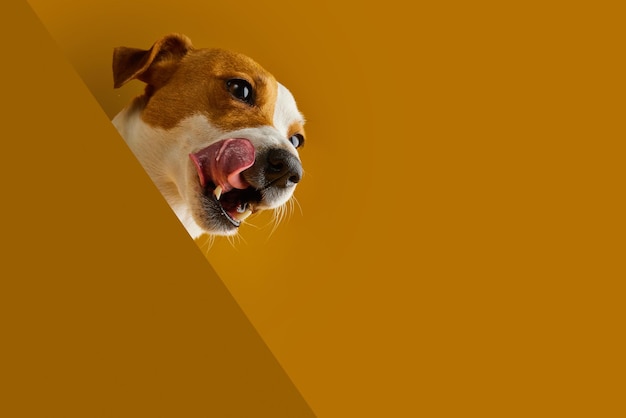 el perro jack russell lame con placer el concepto de fondo amarillo para la salud y la nutrición del perro