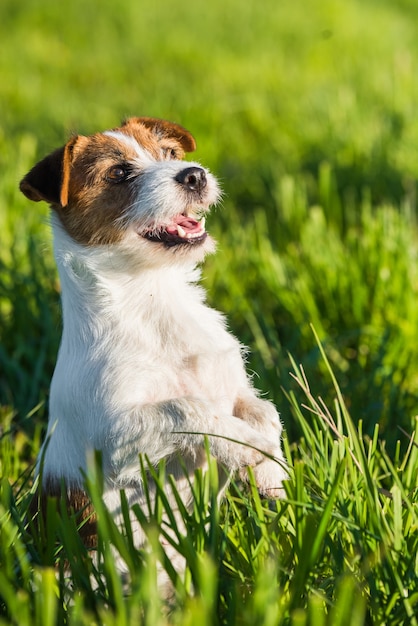 Perro Jack Russell se sienta en la hierba verde sonriendo