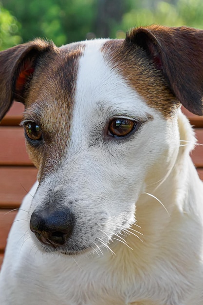 Foto perro jack russell terrier afectuoso y dulce perro de pura sangre temas animales