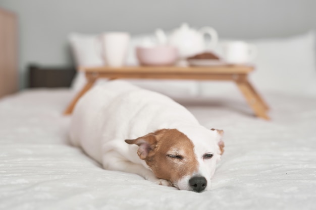 Perro Jack Russell Terrier en cama en el interior de gris. Concepto de hotel para animales