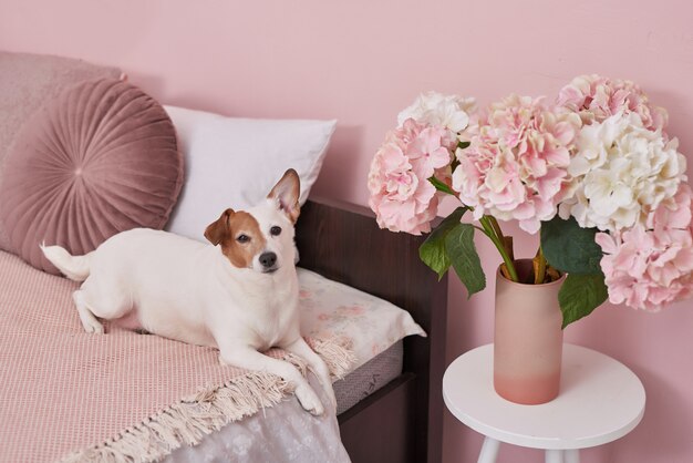 Perro Jack Russell Terrier en cama en el interior de rosa. Concepto de hotel para animales