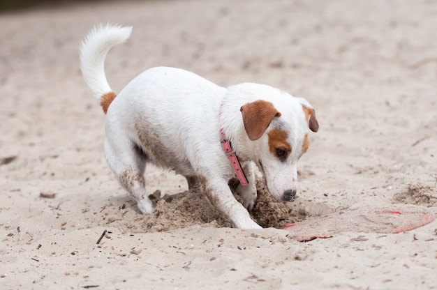 Perro Jack Russell Terrier cavando en la playa