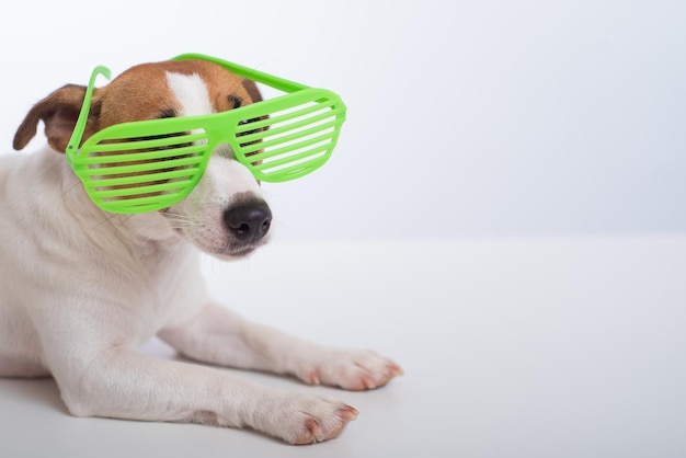 Perro jack russell terrier en elegantes gafas verdes sobre un fondo blanco.