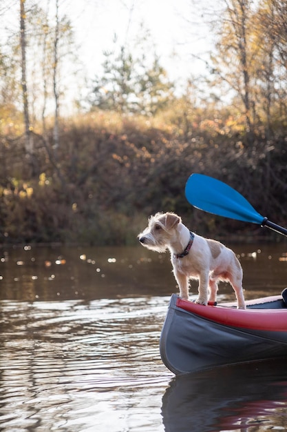 Perro Jack Russell Terrier se encuentra en la proa del paisaje de kayak con un barco contra el fondo de los árboles de otoño