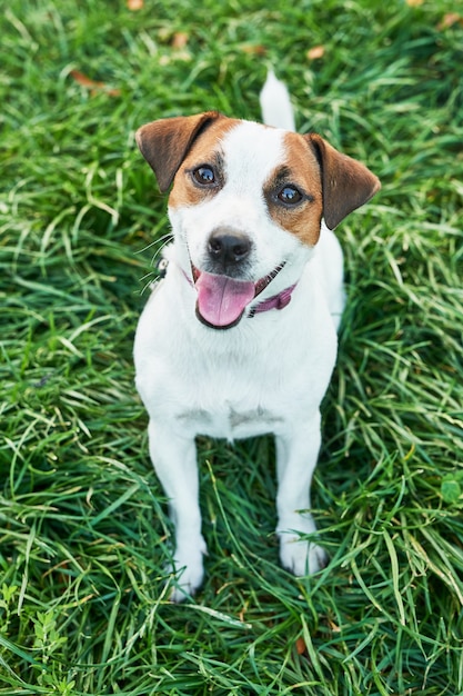 Perro Jack Russell Terrier en la hierba