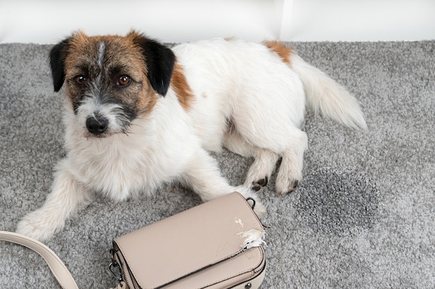 Perro Jack Russell Terrier hizo un desastre en casa dejado solo mordió el cable del teléfono de su bolso