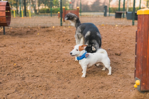 Perro jack russell terrier y husky gracioso jugando juntos al aire libre en el patio de juegos para perros en el soleado día de primavera