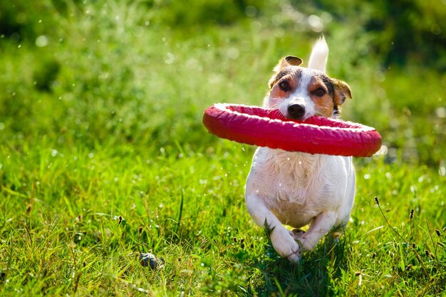 El perro Jack Russell Terrier juega con un anillo de goma en un prado verde