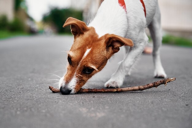 Perro Jack Russell Terrier juega con palo de madera al aire libre