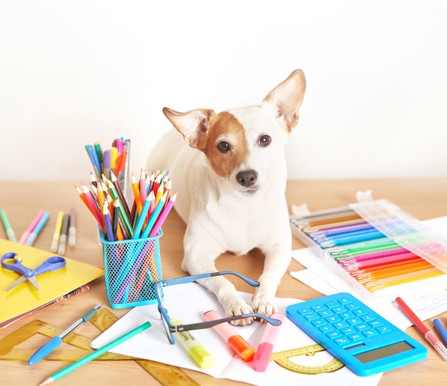 Perro Jack Russell Terrier en una mesa cerca de útiles escolares