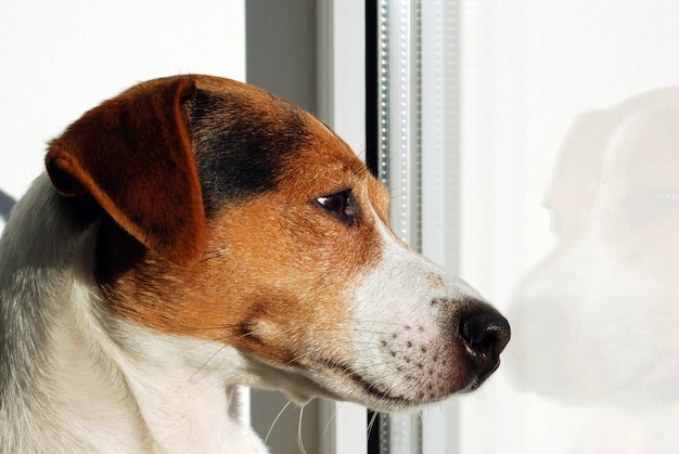 Perro Jack Russell Terrier mirando en la ventana.