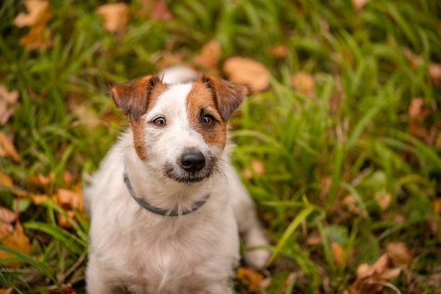 Perro Jack Russell Terrier con muchas hojas de otoño amarillas y rojas alrededor. Paseo de perros en el parque en otoño