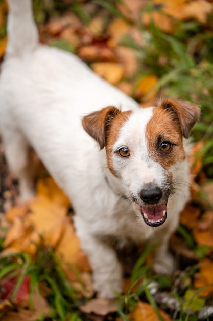 Perro Jack Russell Terrier con muchas hojas de otoño amarillas y rojas alrededor. Paseo de perros en el parque en otoño