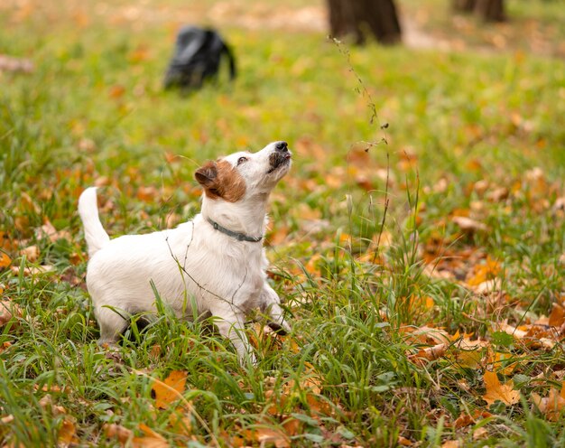 Perro Jack Russell Terrier con muchas hojas de otoño amarillas y rojas alrededor. Paseo de perros en el parque en otoño