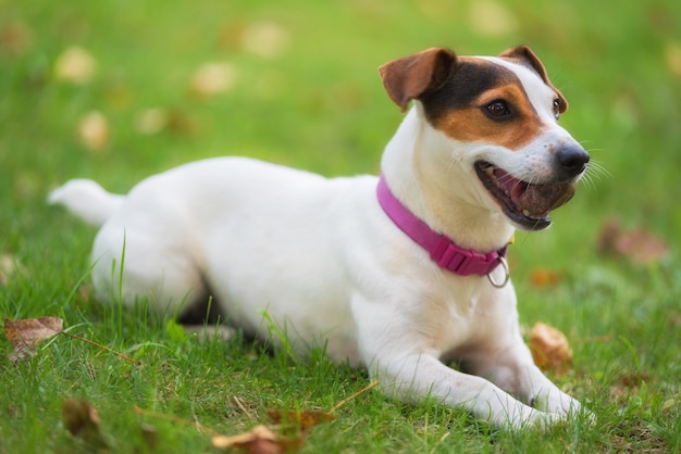 Perro Jack Russell terrier en el parque en el prado de hierba