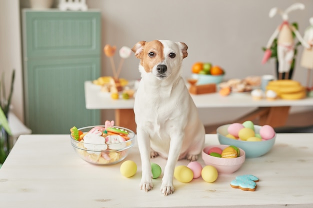Perro Jack Russell Terrier en Pascua sentado en la mesa en la cocina con huevos y pan de jengibre