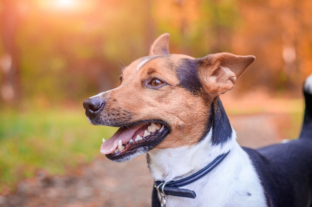 Perro Jack Russell Terrier para pasear por el parque. Inicio mascota. Perro caminando en el parque. Parque de otoño
