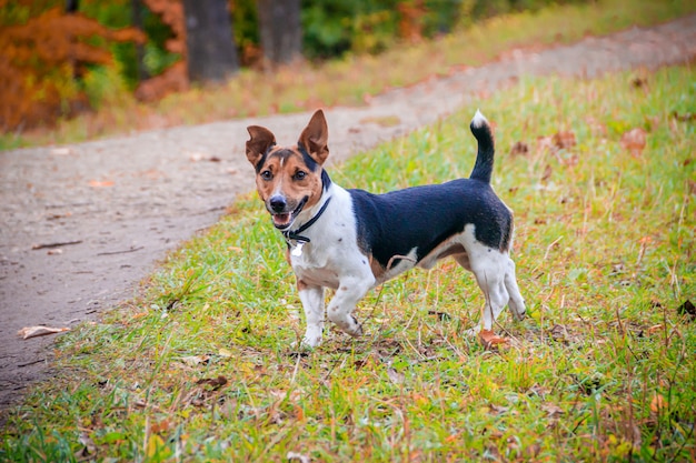 Perro Jack Russell Terrier para pasear por el parque. Inicio mascota. Perro caminando en el parque. Parque de otoño