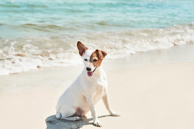 Perro Jack Russell Terrier en la playa