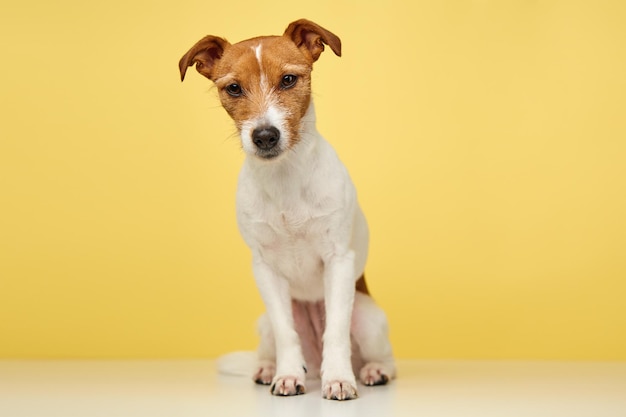 Perro Jack russell terrier sobre fondo amarillo Mascota divertida