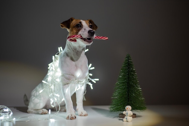 Perro jack russell terrier sosteniendo un caramelo de bastón de navidad en su boca