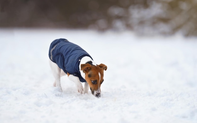 Perro Jack Russell terrier en su abrigo de invierno azul, caminando sobre un campo cubierto de nieve, olfateando el suelo