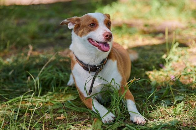 Perro Jack Russell terrier tirado en el césped verde bajo la cálida luz del sol al aire libre perro caminando en el parque público