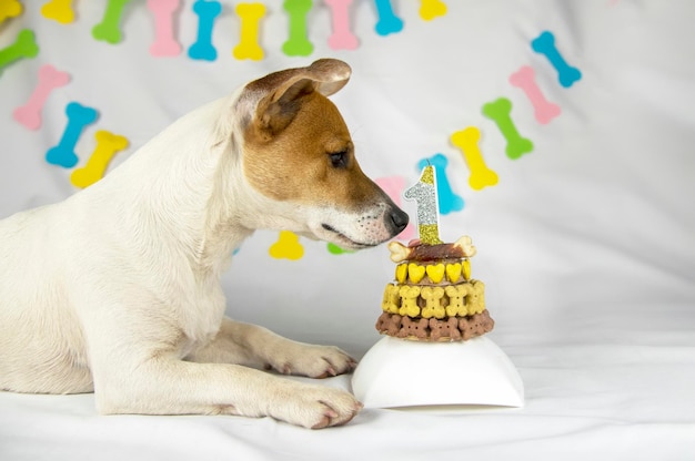 El perro Jack Russell Terrier yace sobre un fondo blanco con una guirnalda