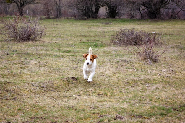 perro jack russell terrier