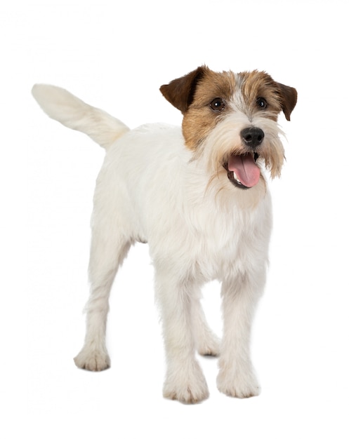 Perro Jackrussel en blanco