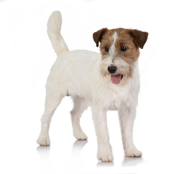 Perro Jackrussel en blanco