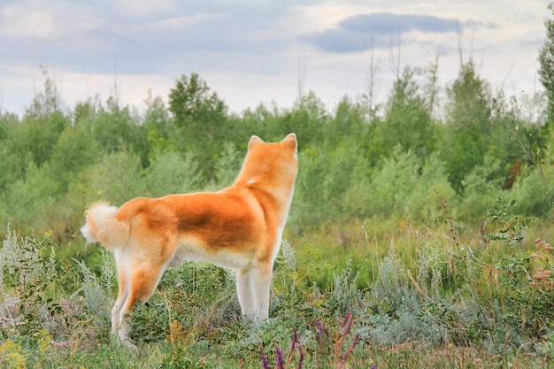 Perro japonés de raza pura Akita inu