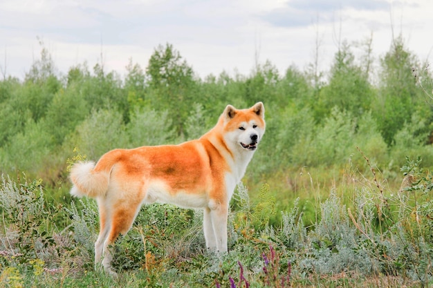 Perro japonés de raza pura Akita inu