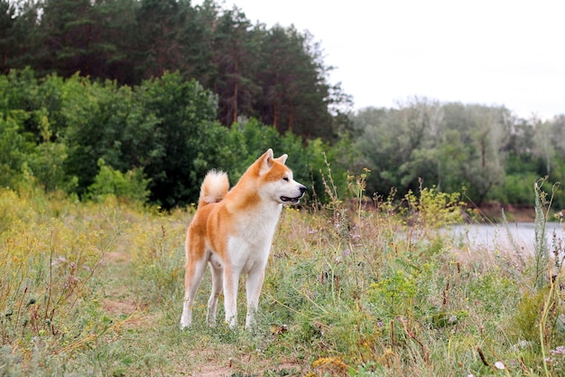 Perro japonés de raza pura Akita inu