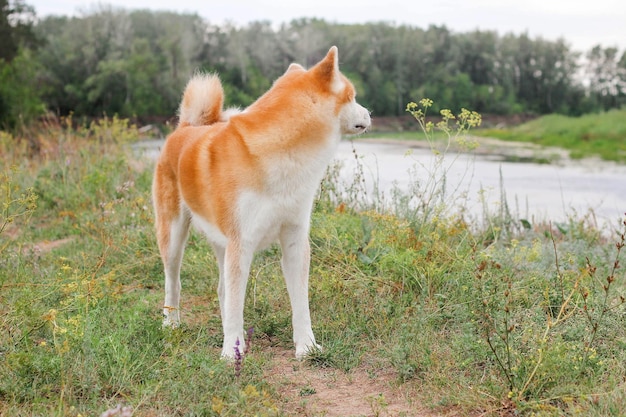 Perro japonés de raza pura Akita inu