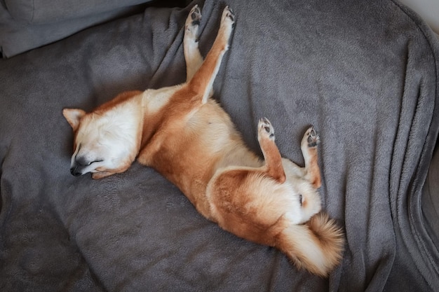 Perro japonés shiba inu duerme lindo Lindo perro rojo japonés