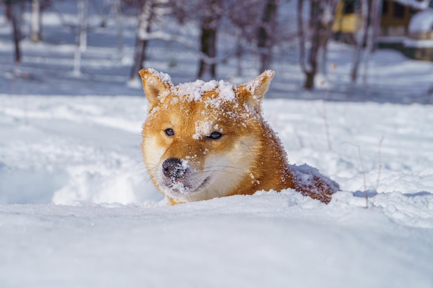 El perro japonés shiba inu juega en la nieve en invierno