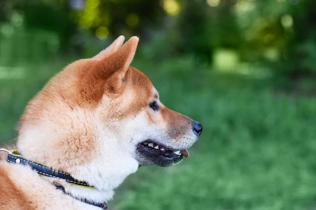 Perro japonés Shiba Inu en un paseo por el parque