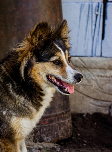 un perro de jardín de diferentes colores tiene un bozal