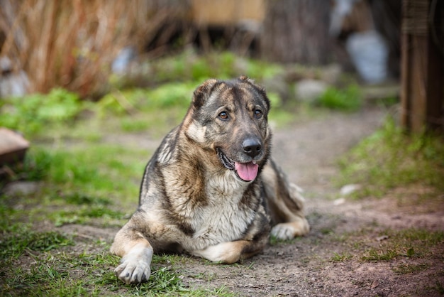 Perro de jardín con orejas cortadas