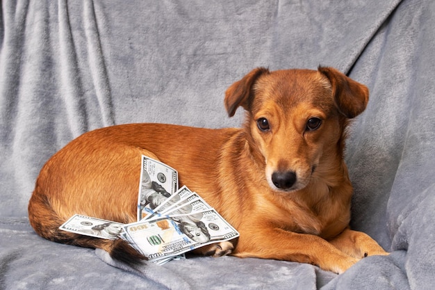 Perro jengibre y un montón de dólares.