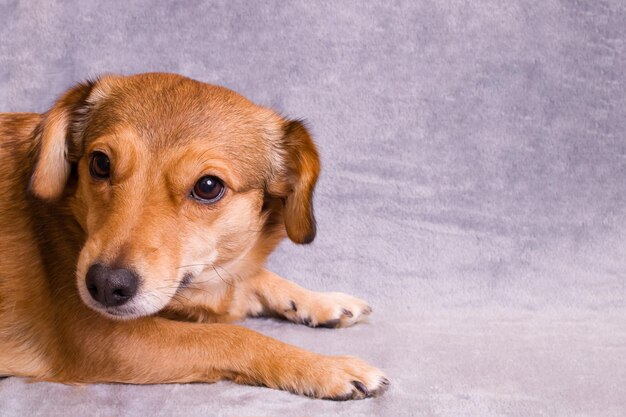 Perro jengibre sobre un fondo gris de cerca