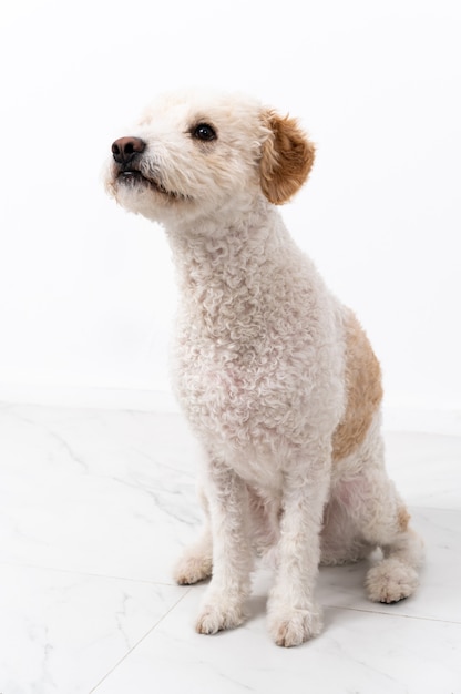 Perro joven aislado en blanco