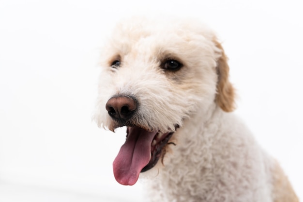 Perro joven en blanco