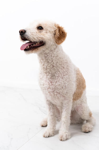 Perro joven en blanco