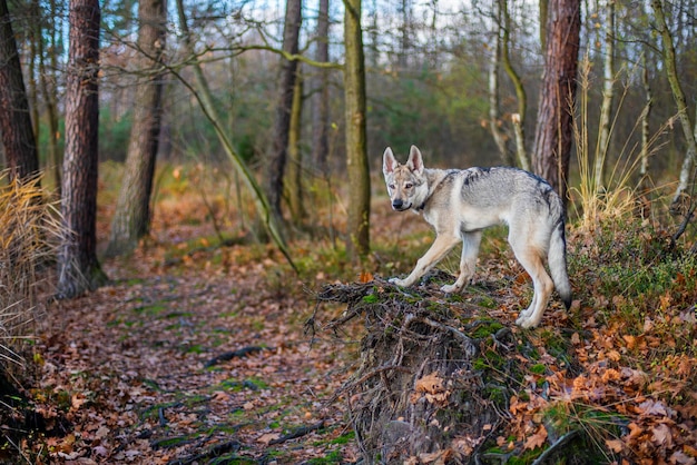 Perro joven en el bosque de otoño