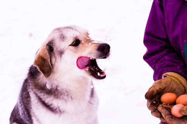 Un perro joven comiendo huevos frescos de granja.