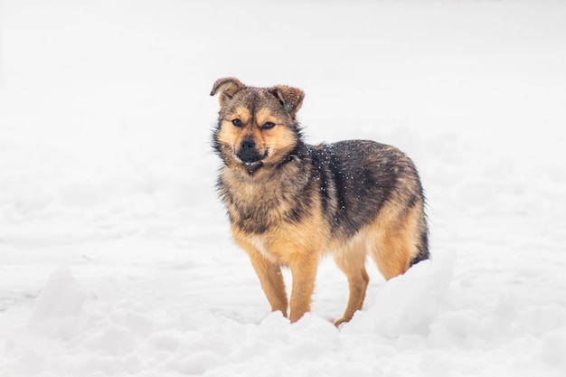 Perro joven en invierno sobre la nieve blanca